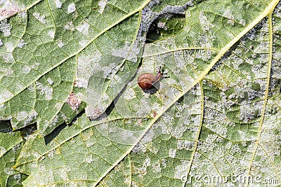 A dangerous disease of grape Mildew â€” downy mildew lat. Of plasmopara viticola Stock Photo
